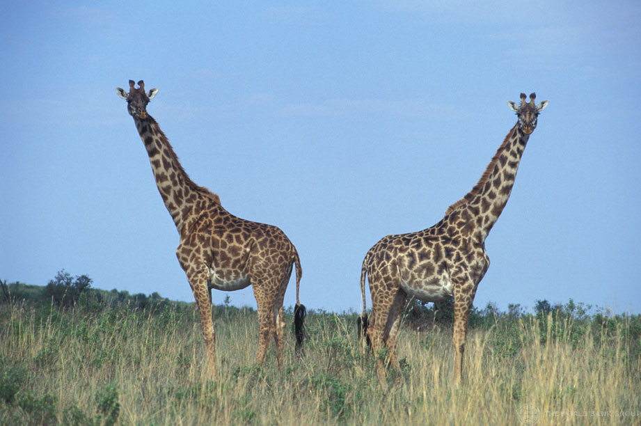 Golden-hour savannah in Kenya with giraffe silhouettes against rolling grassland.