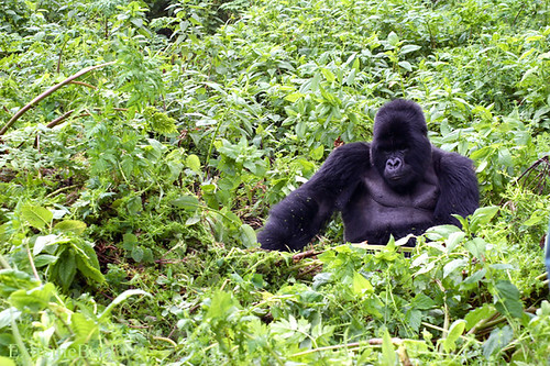 Terraced green hills and volcanic peaks of Rwanda's Volcanoes National Park.