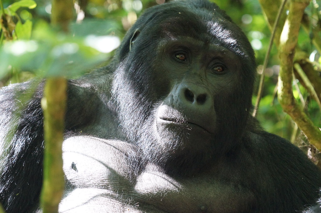 A mountain gorilla in Uganda's misty emerald forest at dawn.