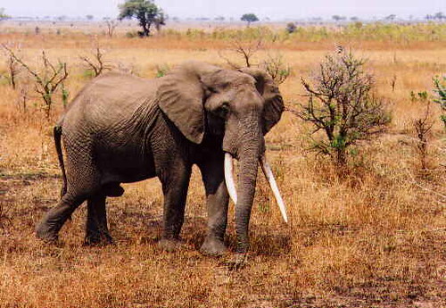A safari vehicle on the savannah at golden hour with an elephant in the distance.