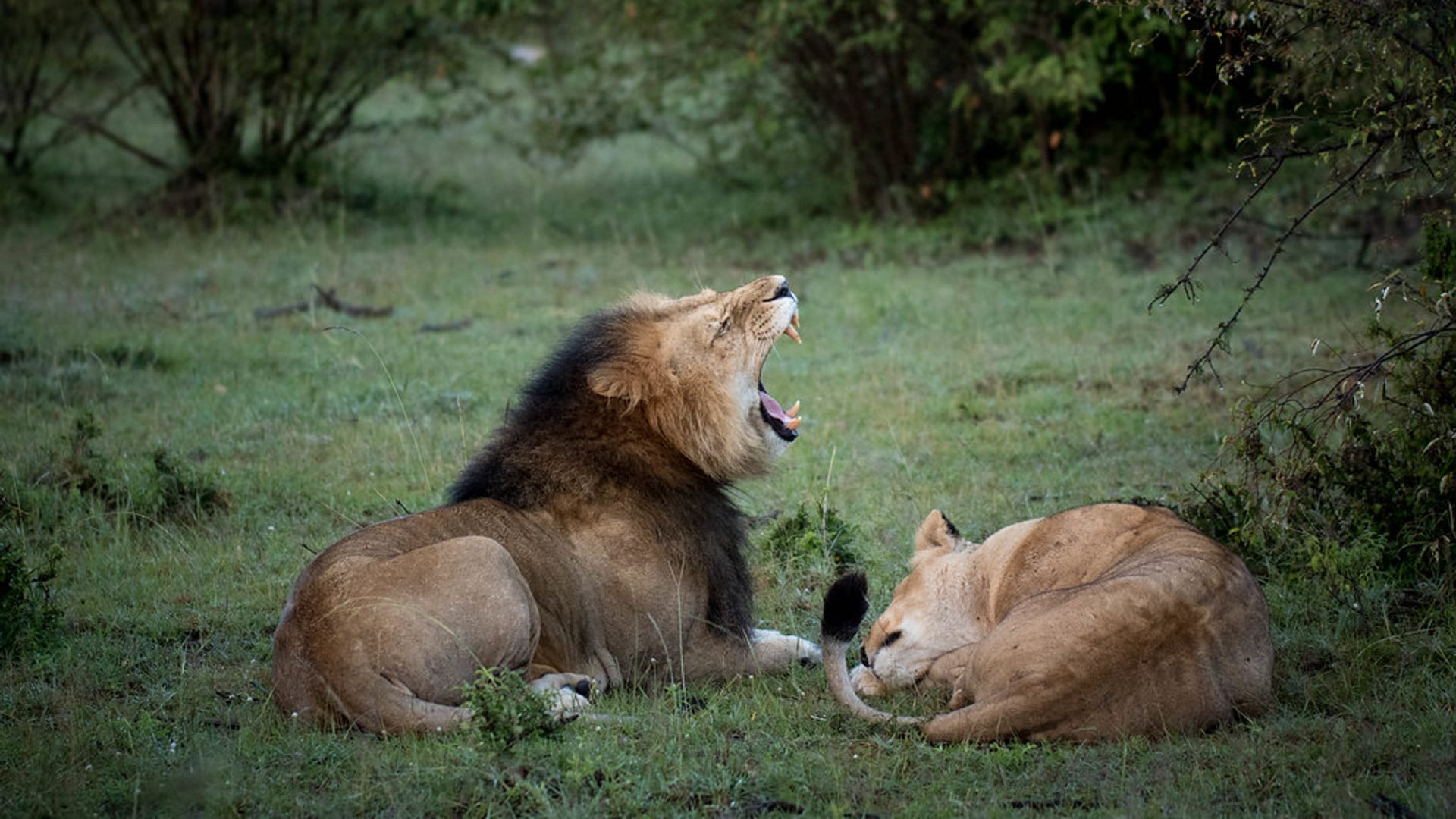 A male lion roars beside a resting lioness on the green savannah of the Maasai Mara.