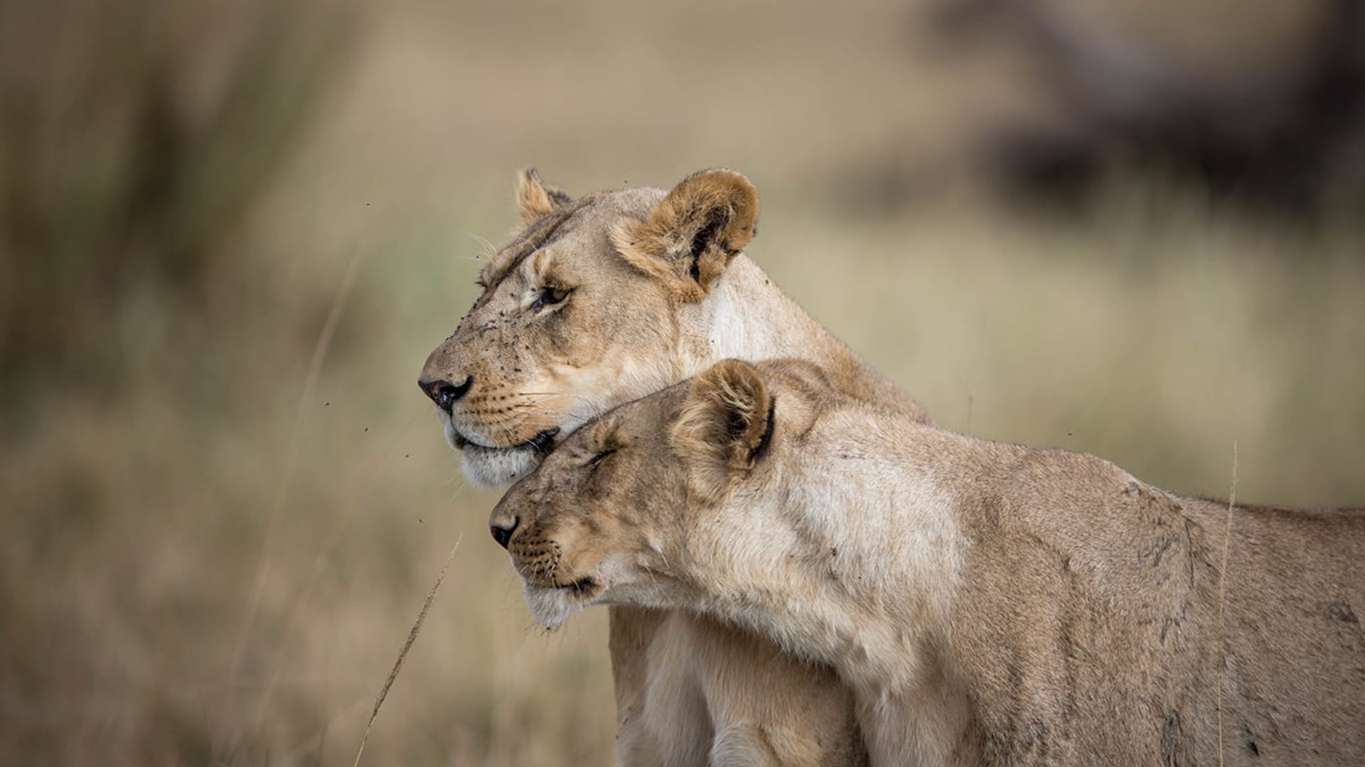 A lioness and her cub nuzzle together in the golden grass of the plains.