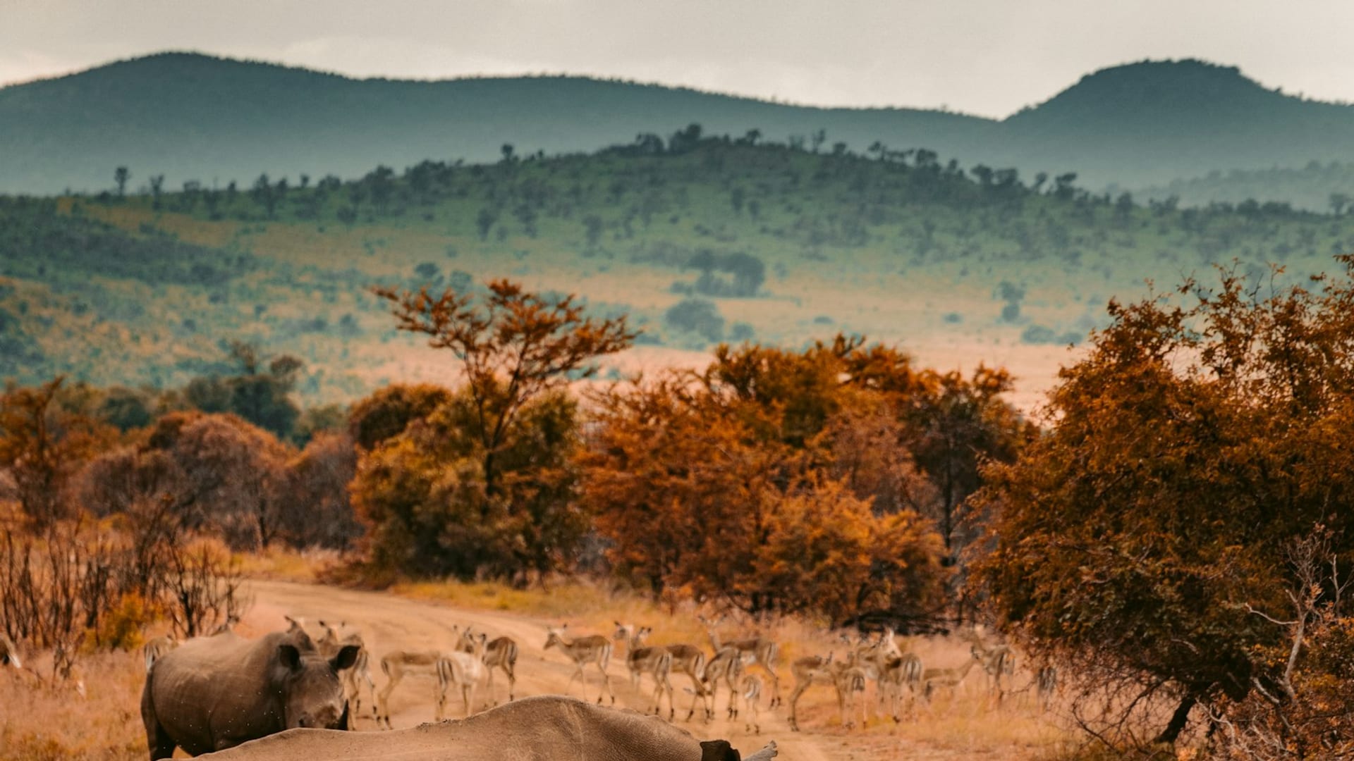 Wildlife grazing across rolling savannah dotted with acacia trees under distant hills.