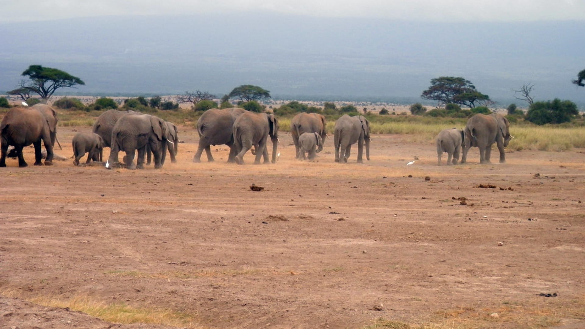 A herd of elephants crossing the open plains of Amboseli beneath a wide sky.